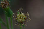 Rugel's Indianplantain <BR>Rugel's ragwort